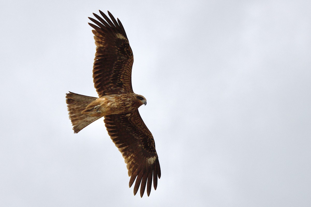 Шуліка чорний (підвид lineatus/formosanus) - ML647093774
