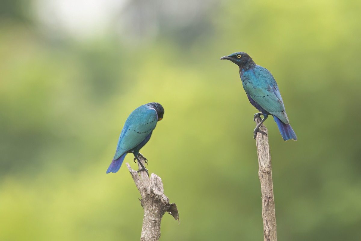 Greater Blue-eared Starling - ML647093786