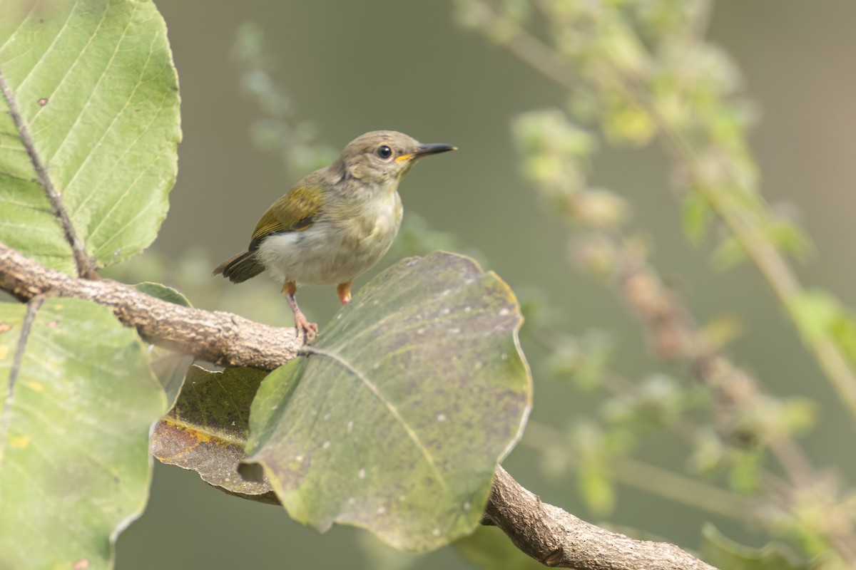 Green-backed Camaroptera - ML647093790