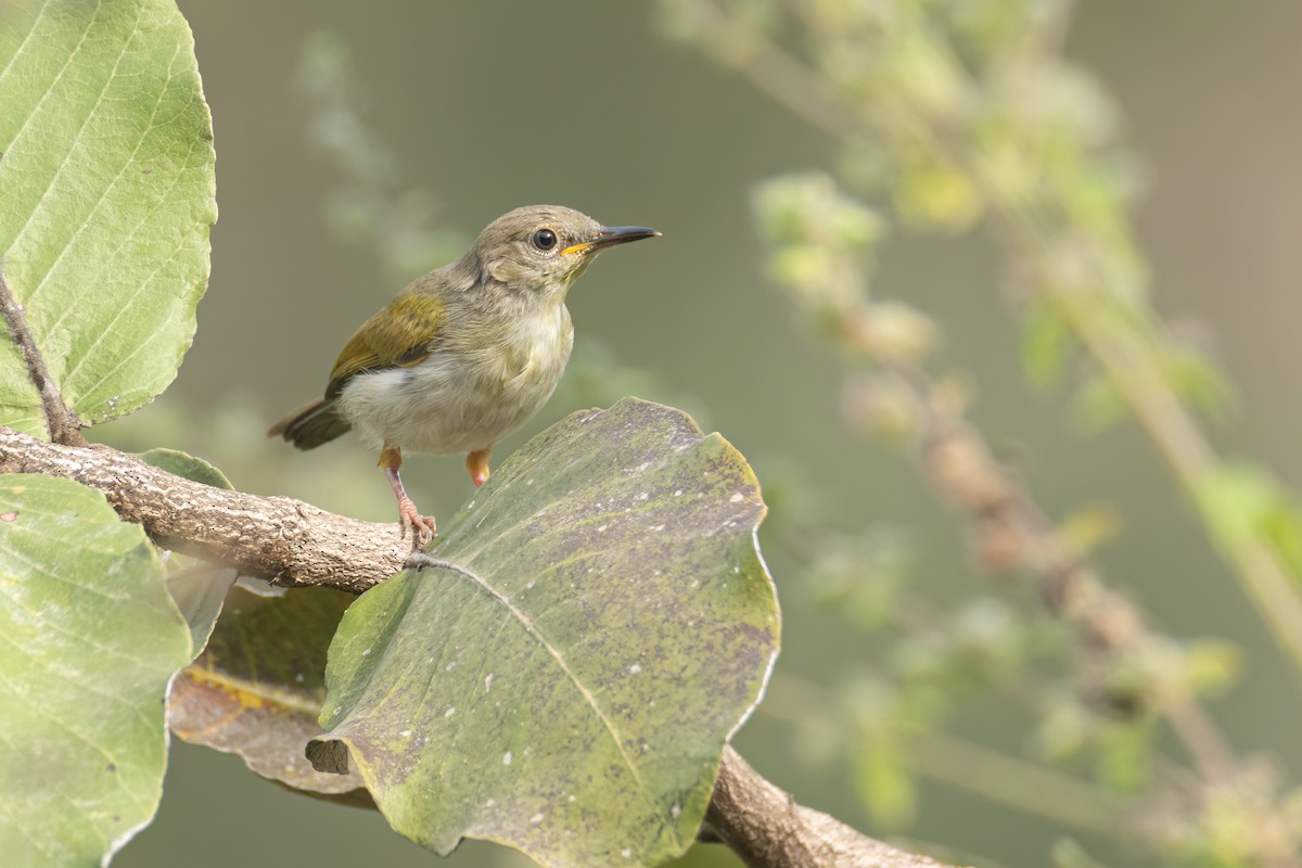 Green-backed Camaroptera - ML647093791