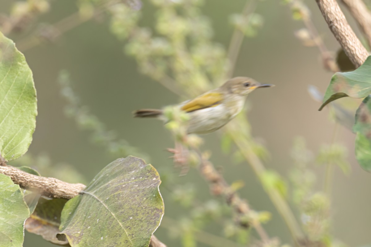 Green-backed Camaroptera - ML647093792