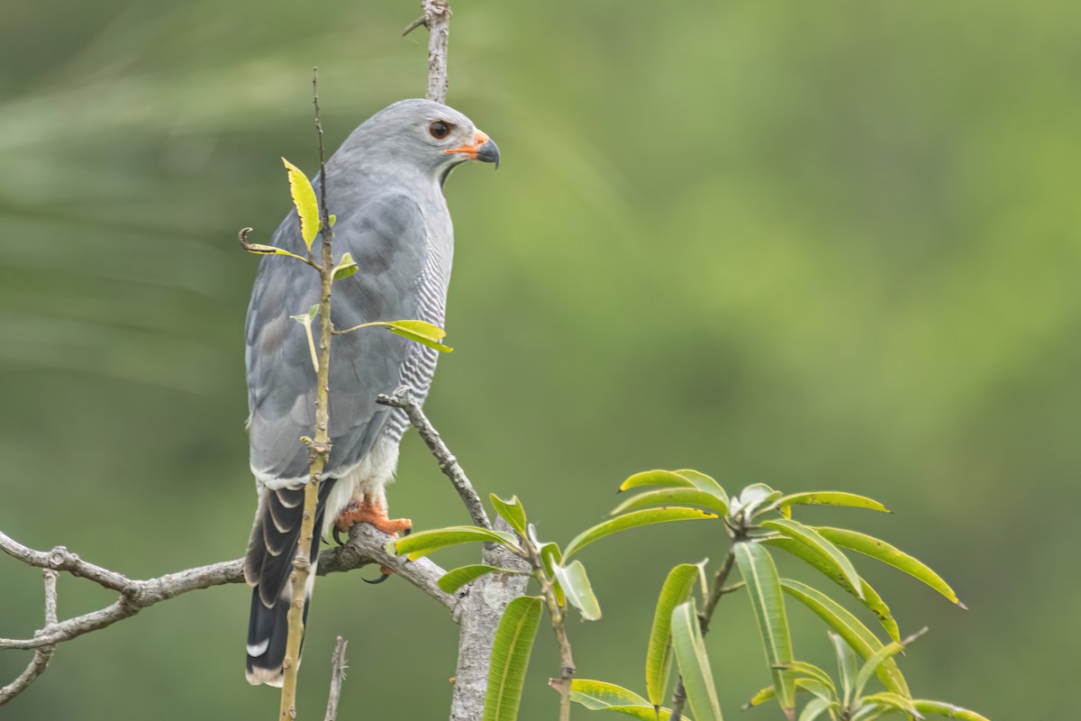 Lizard Buzzard - ML647093799