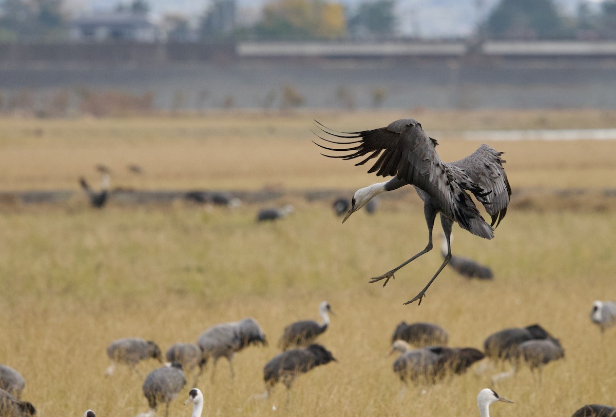 Журавель чорний - ML647093800