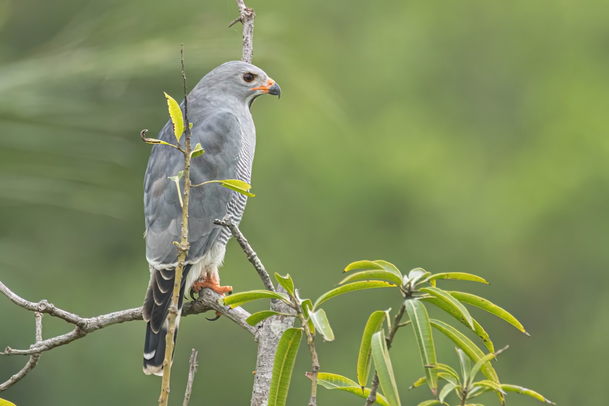 Lizard Buzzard - ML647093801