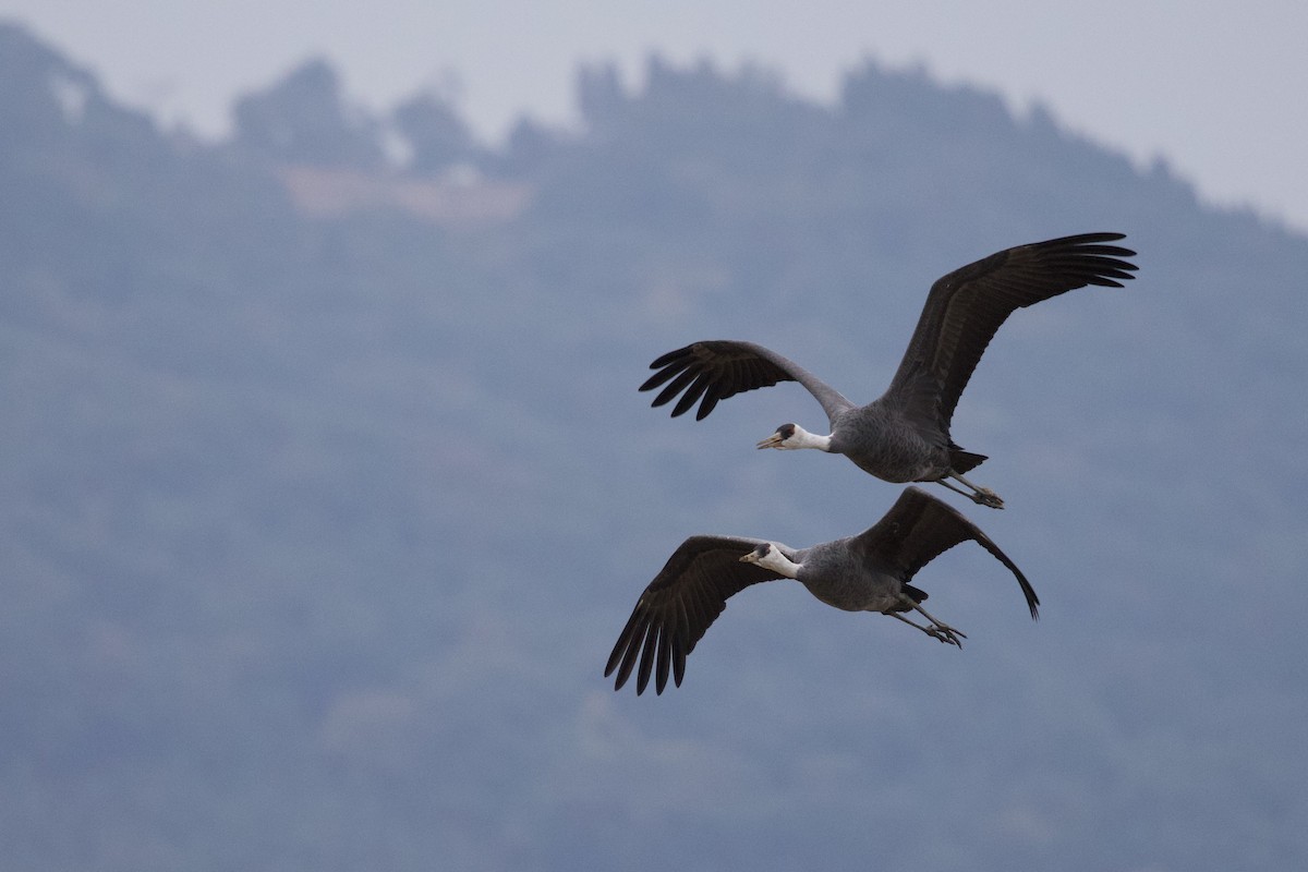 Журавель чорний - ML647093804