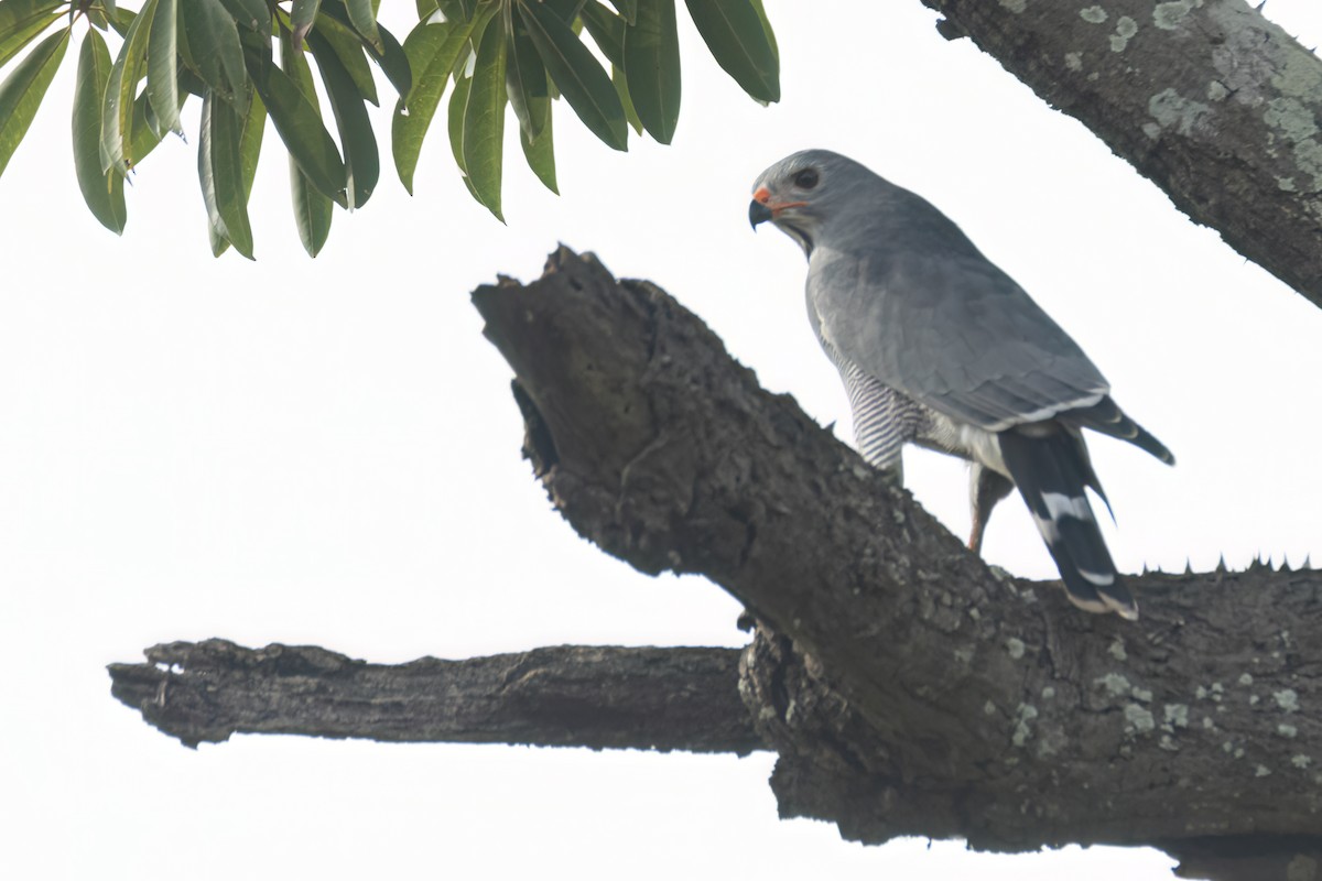 Lizard Buzzard - ML647093807