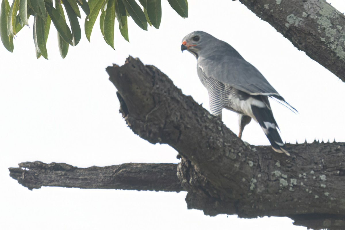 Lizard Buzzard - ML647093808