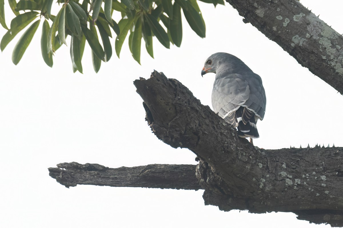 Lizard Buzzard - ML647093809