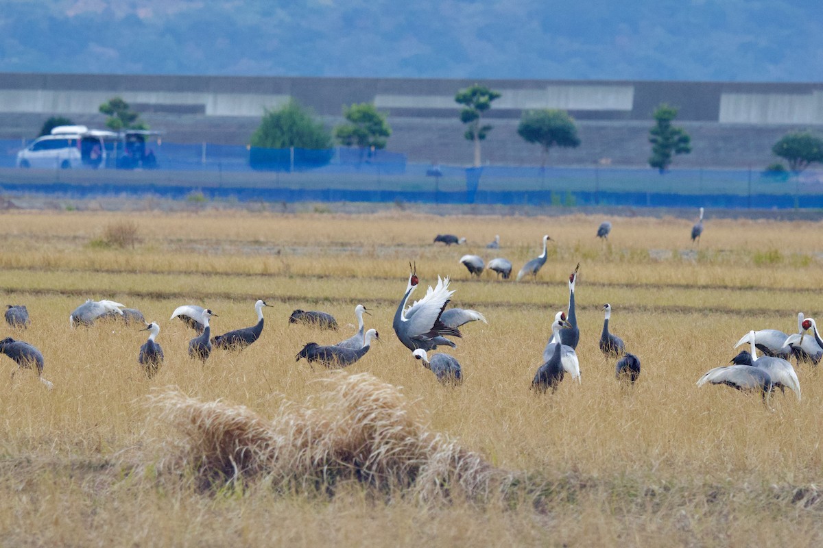 Журавель даурський - ML647093813