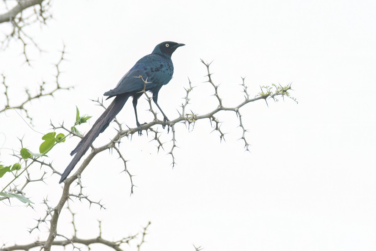 オナガテリムク - ML647093815