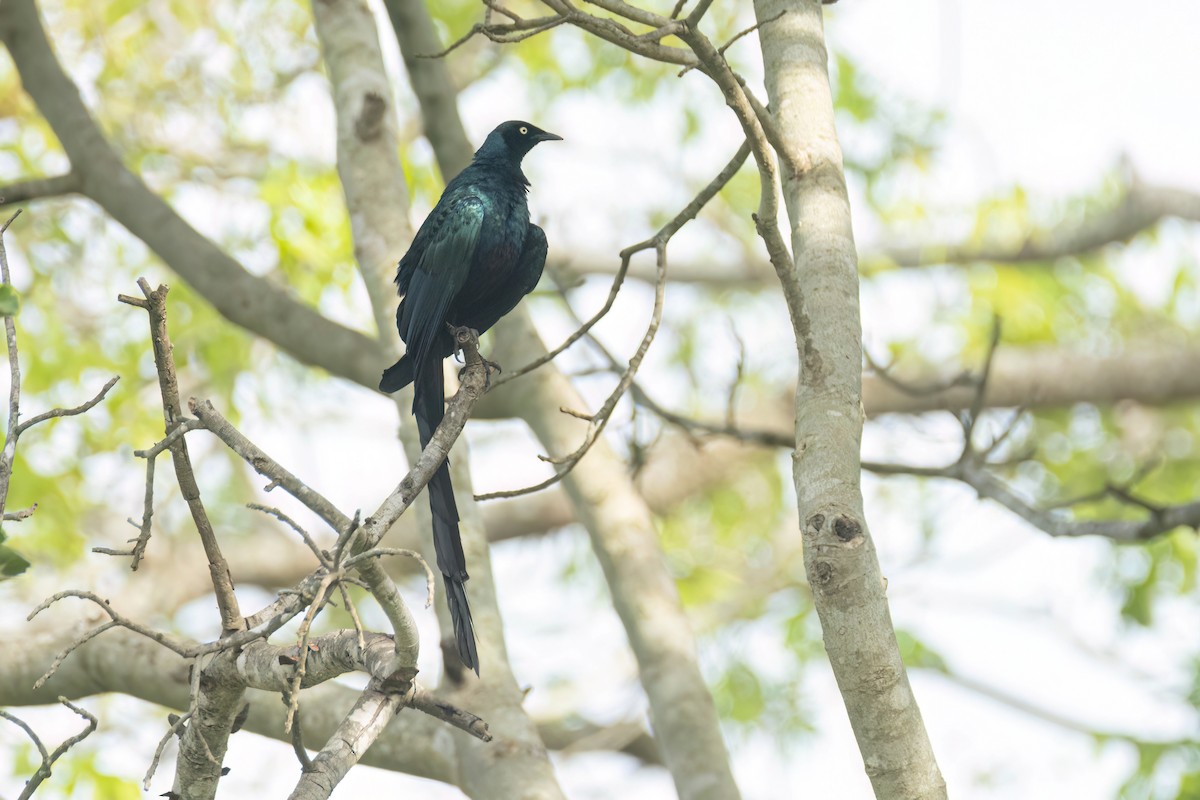 オナガテリムク - ML647093816