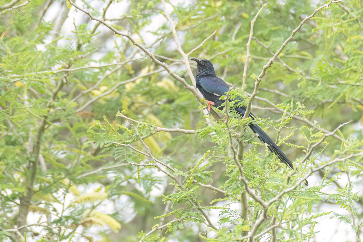 Green Woodhoopoe - ML647093817