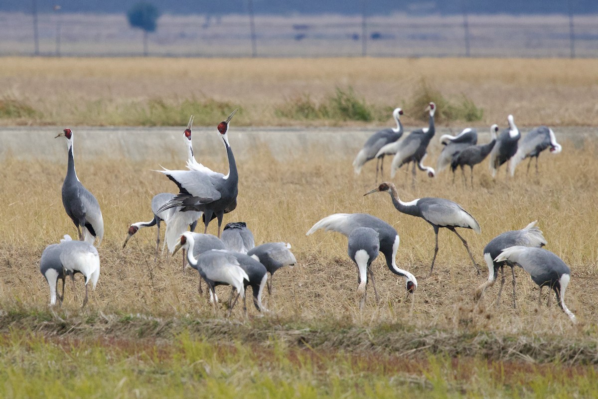 Журавель даурський - ML647093818