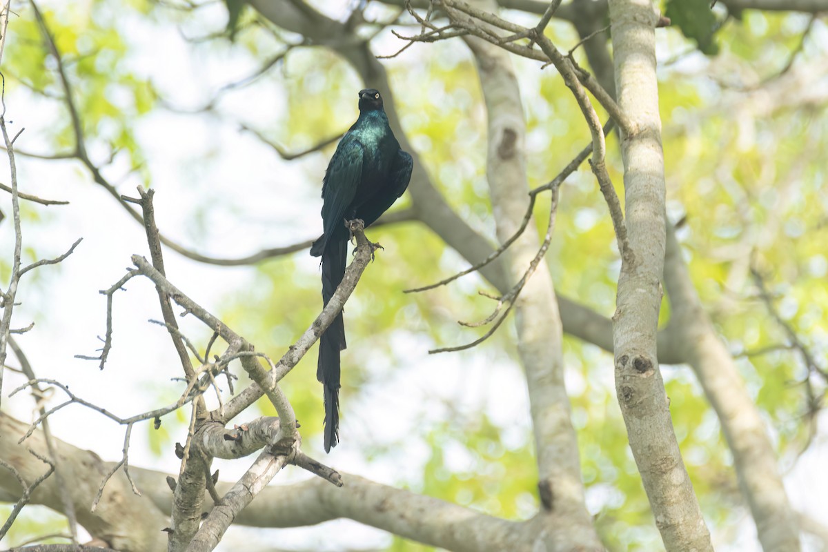 オナガテリムク - ML647093819