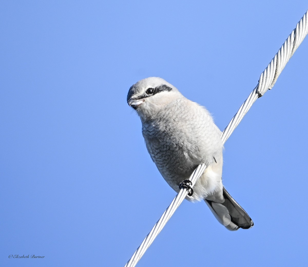 Alcaudón Boreal - ML647093821