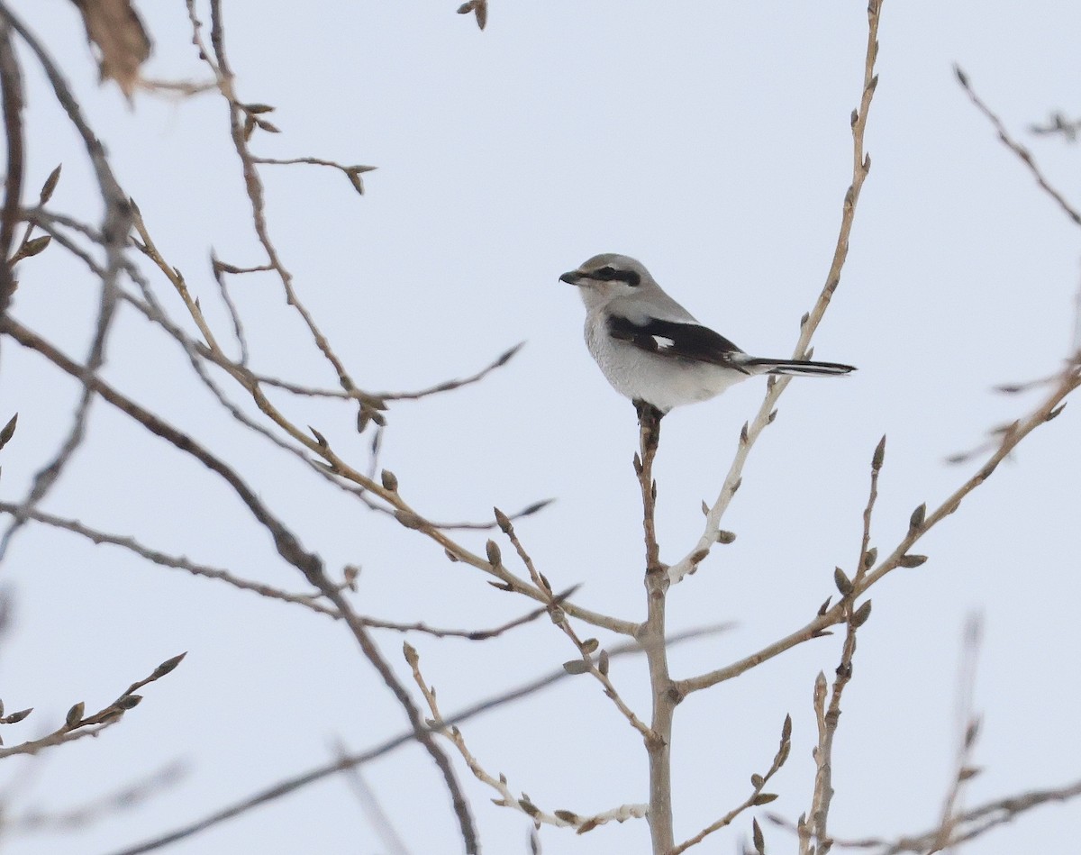 Alcaudón Boreal - ML647093826