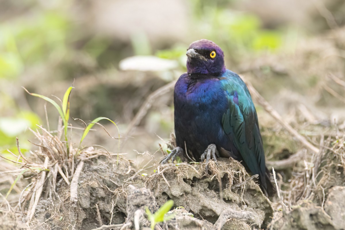 Purple Starling - ML647093836
