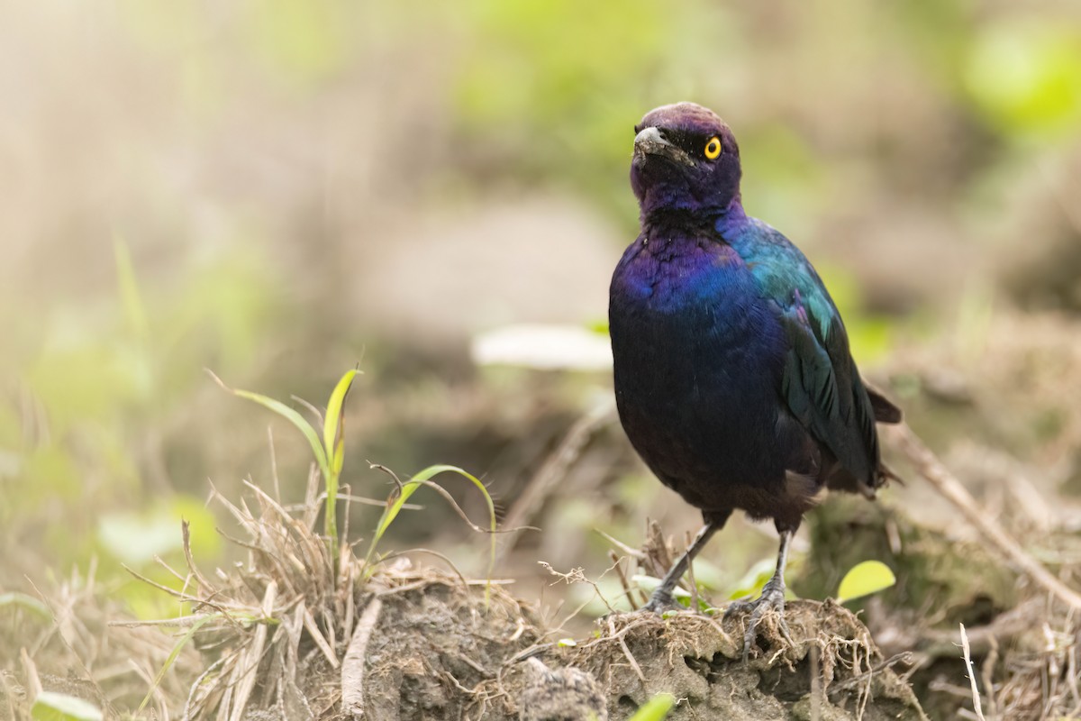 Purple Starling - ML647093837