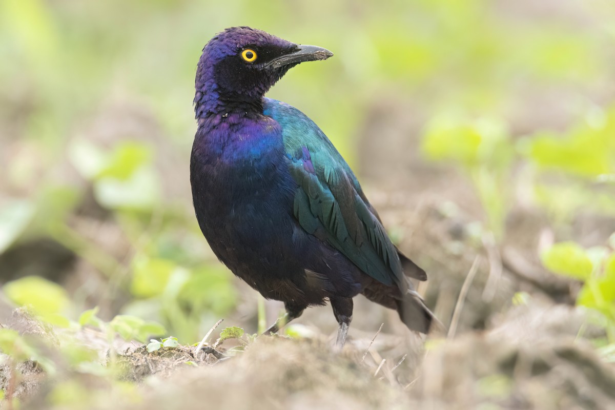 Purple Starling - ML647093840