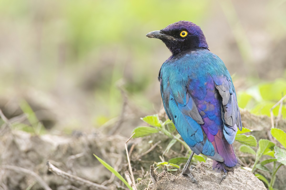 Purple Starling - ML647093841