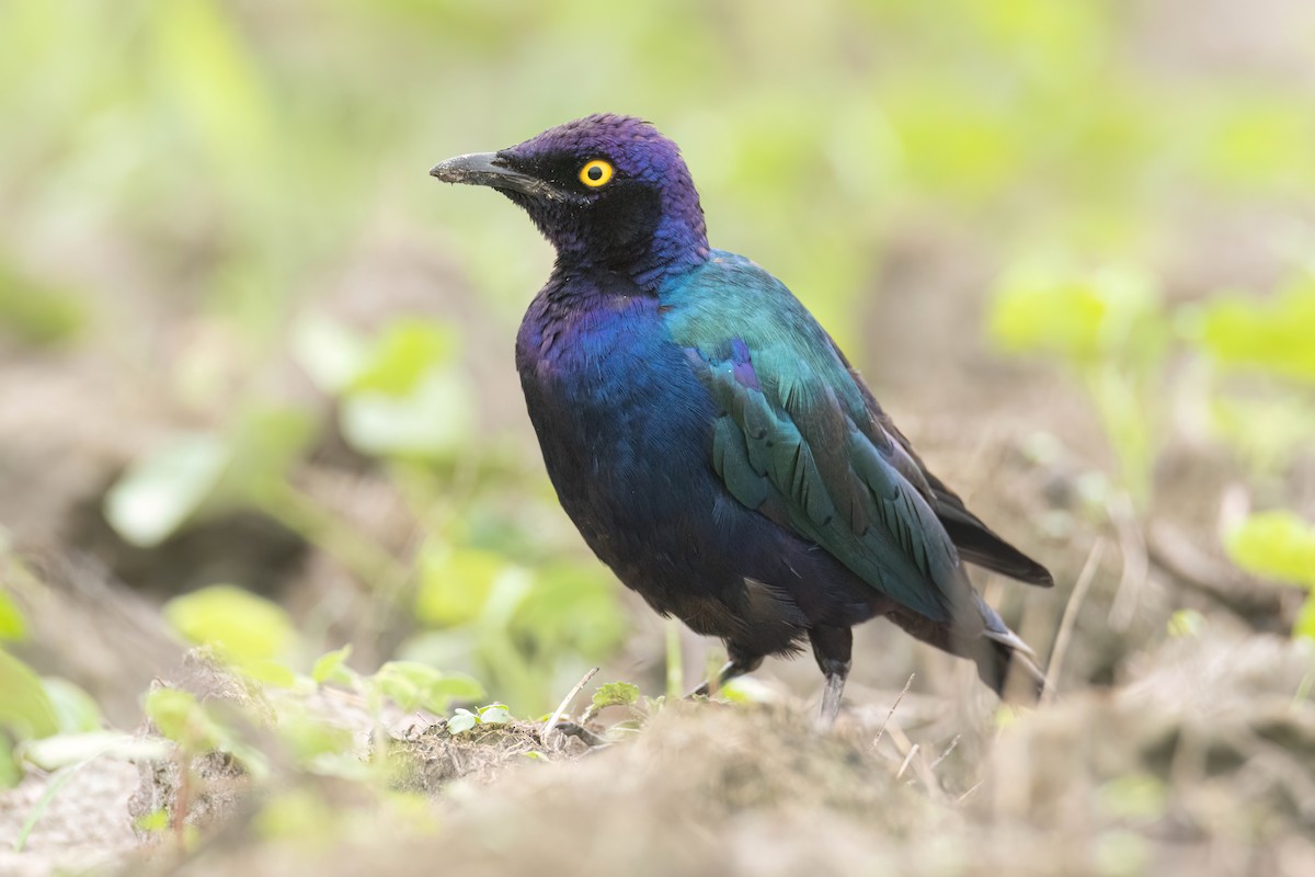 Purple Starling - ML647093842