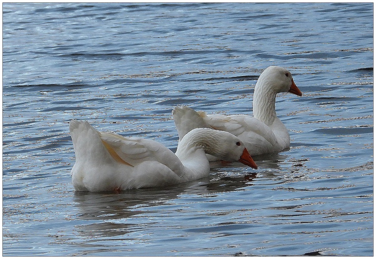 灰雁(馴化) - ML647093846