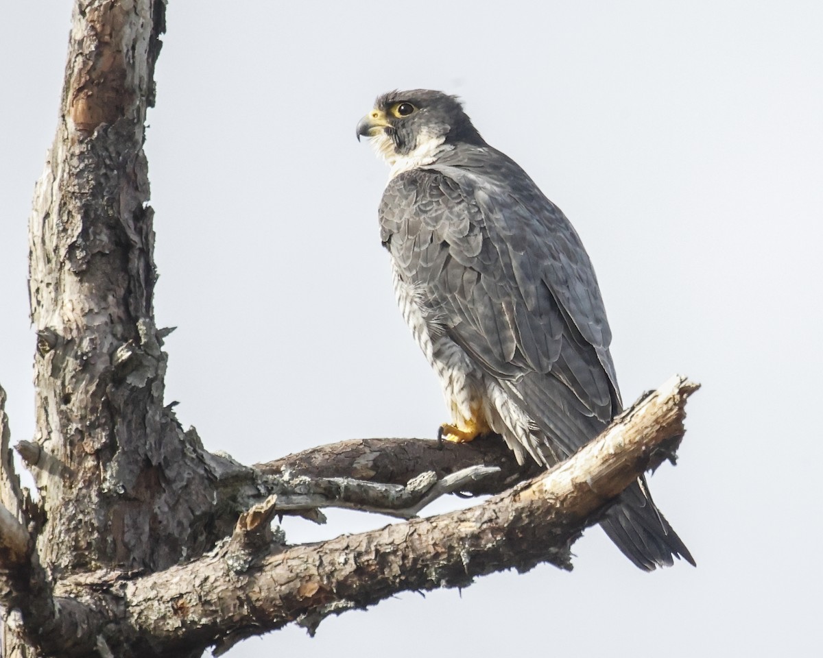 Peregrine Falcon - ML647093855