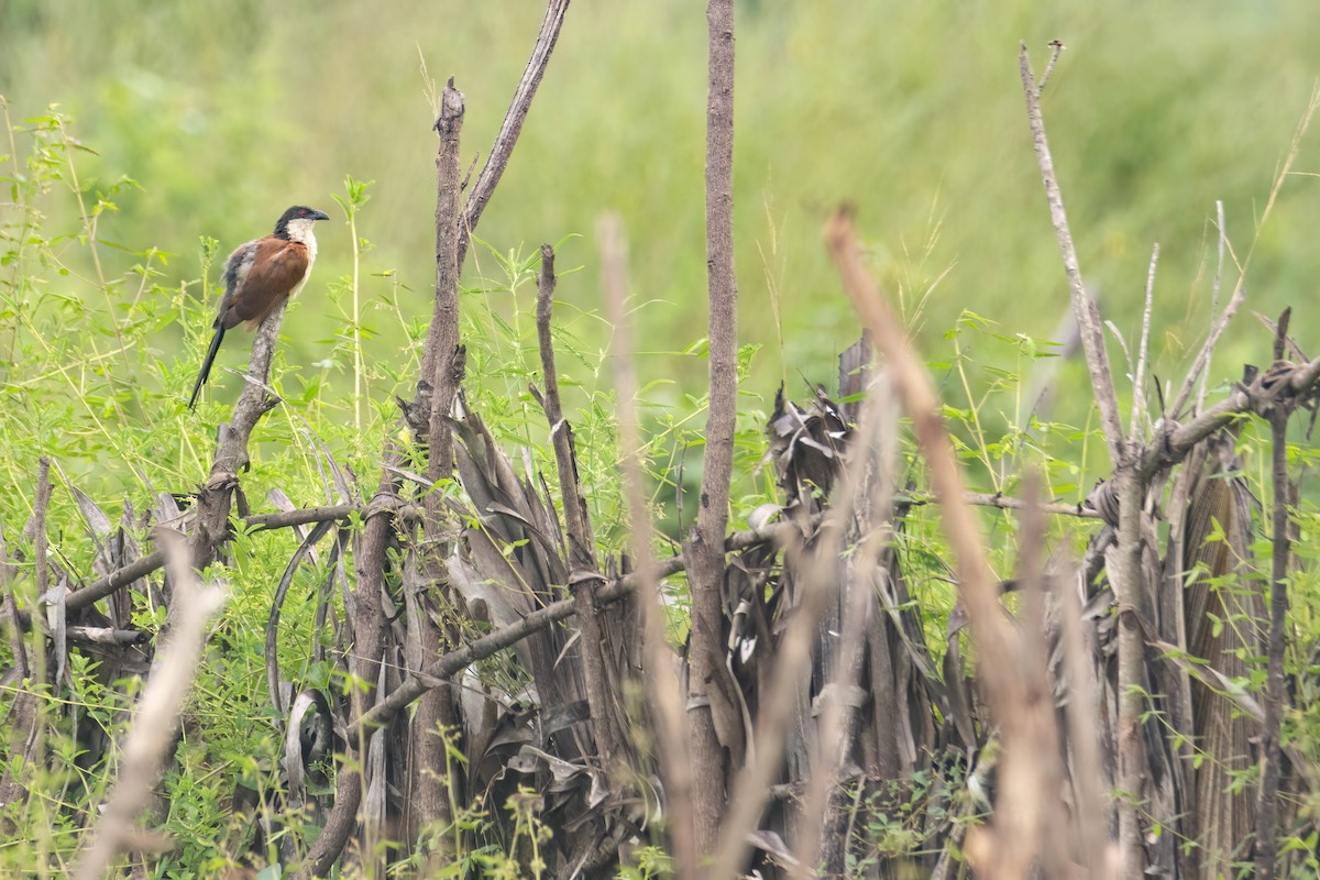 Senegal Coucal - ML647093857