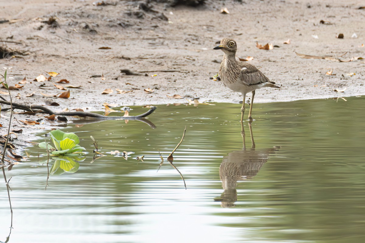 Alcaraván Senegalés - ML647093863