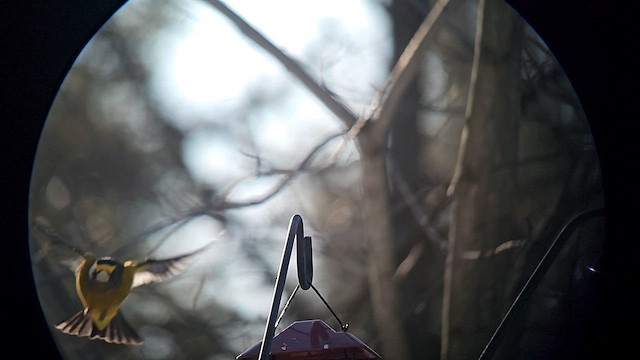 Evening Grosbeak - ML647093864