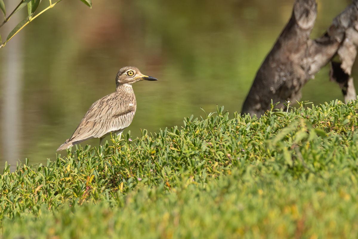 Alcaraván Senegalés - ML647093865