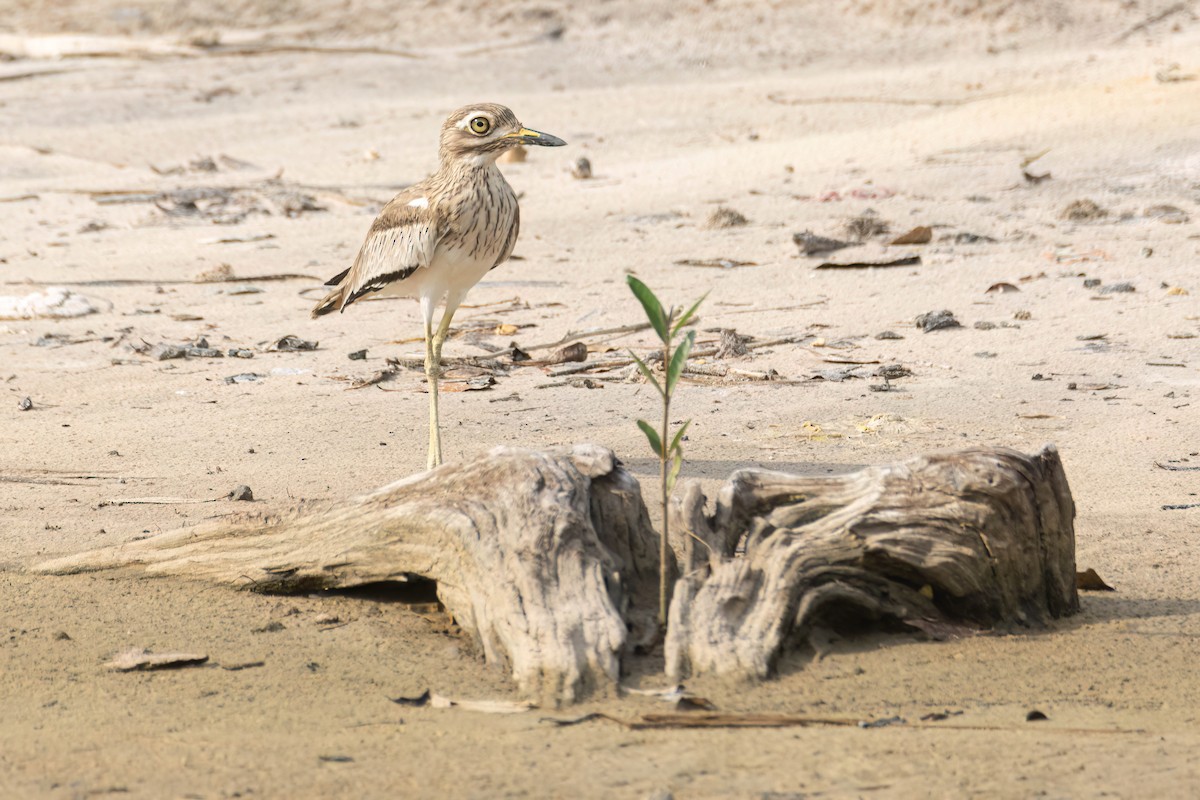 Alcaraván Senegalés - ML647093866