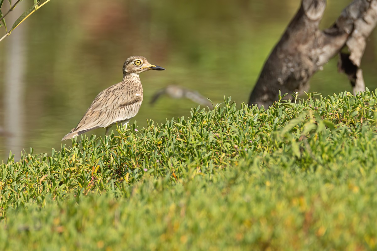 Alcaraván Senegalés - ML647093867
