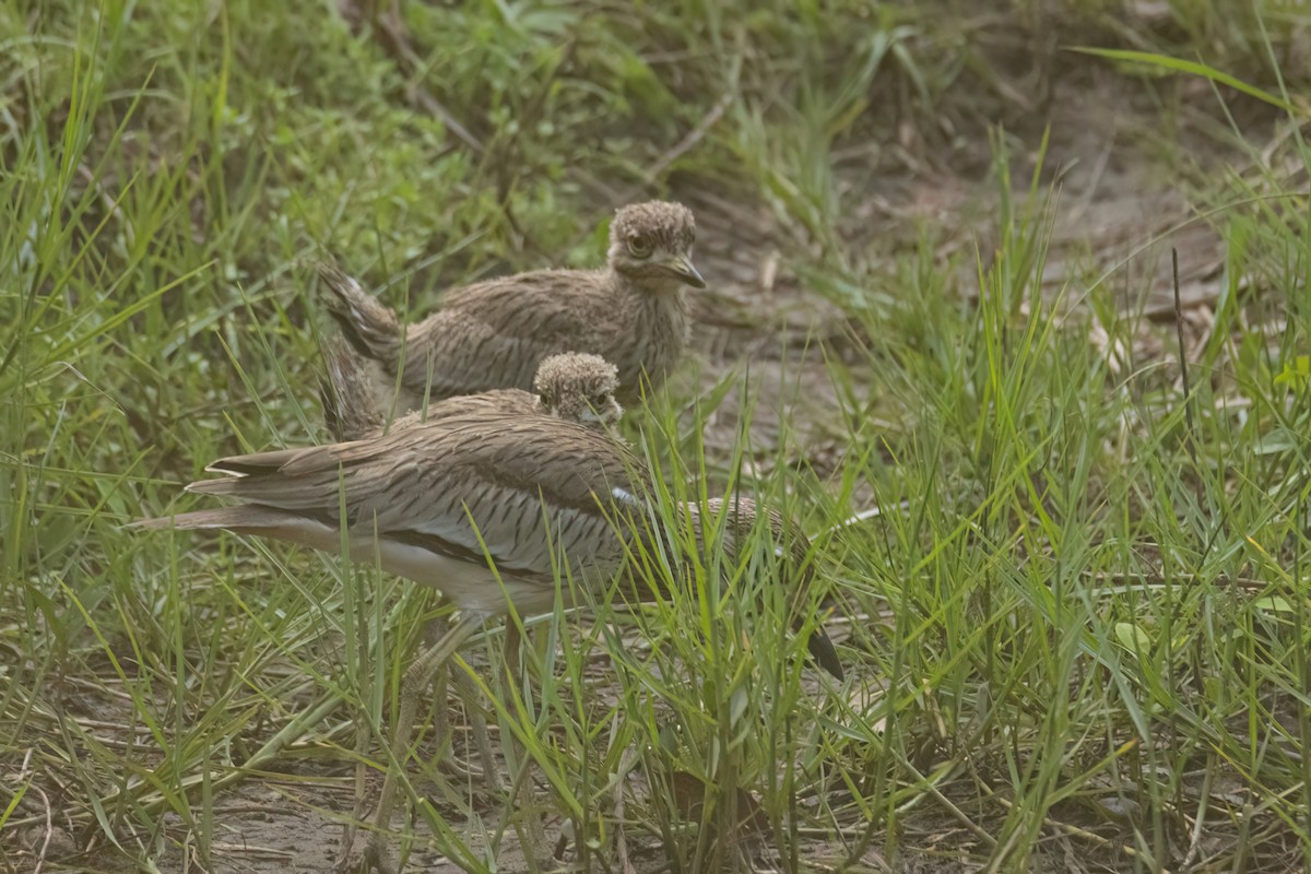 Alcaraván Senegalés - ML647093868