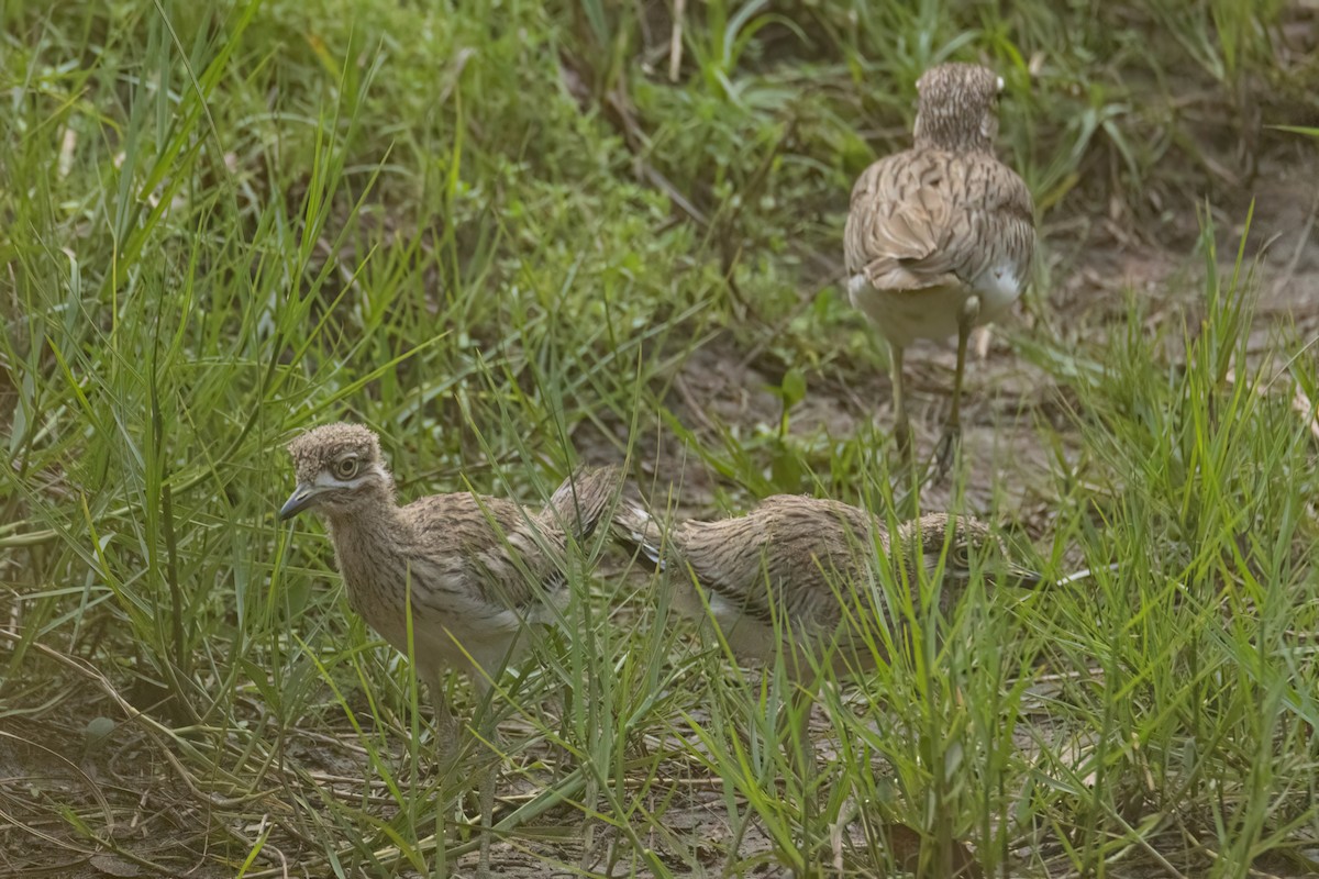 Alcaraván Senegalés - ML647093870