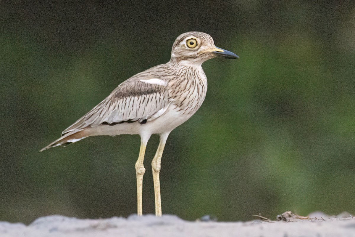 Alcaraván Senegalés - ML647093874