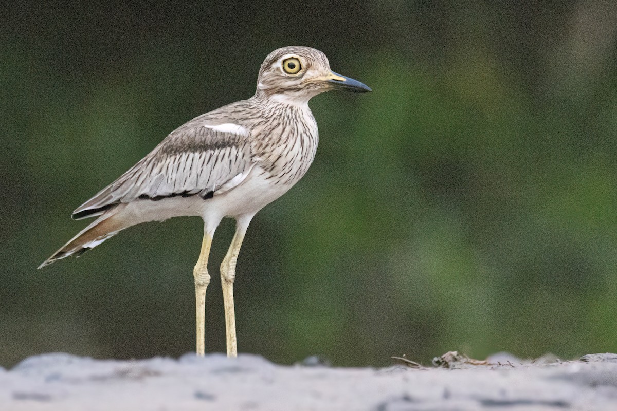 Alcaraván Senegalés - ML647093875