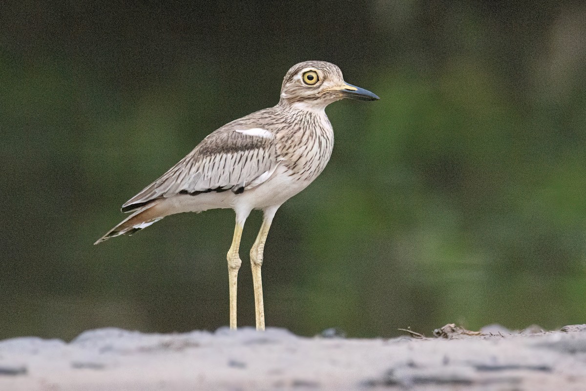 Alcaraván Senegalés - ML647093877