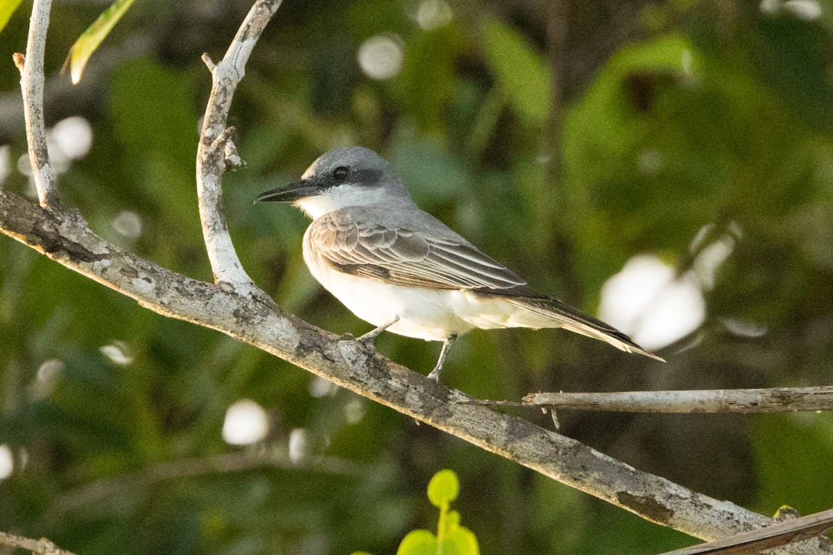 Gray Kingbird - ML647093881