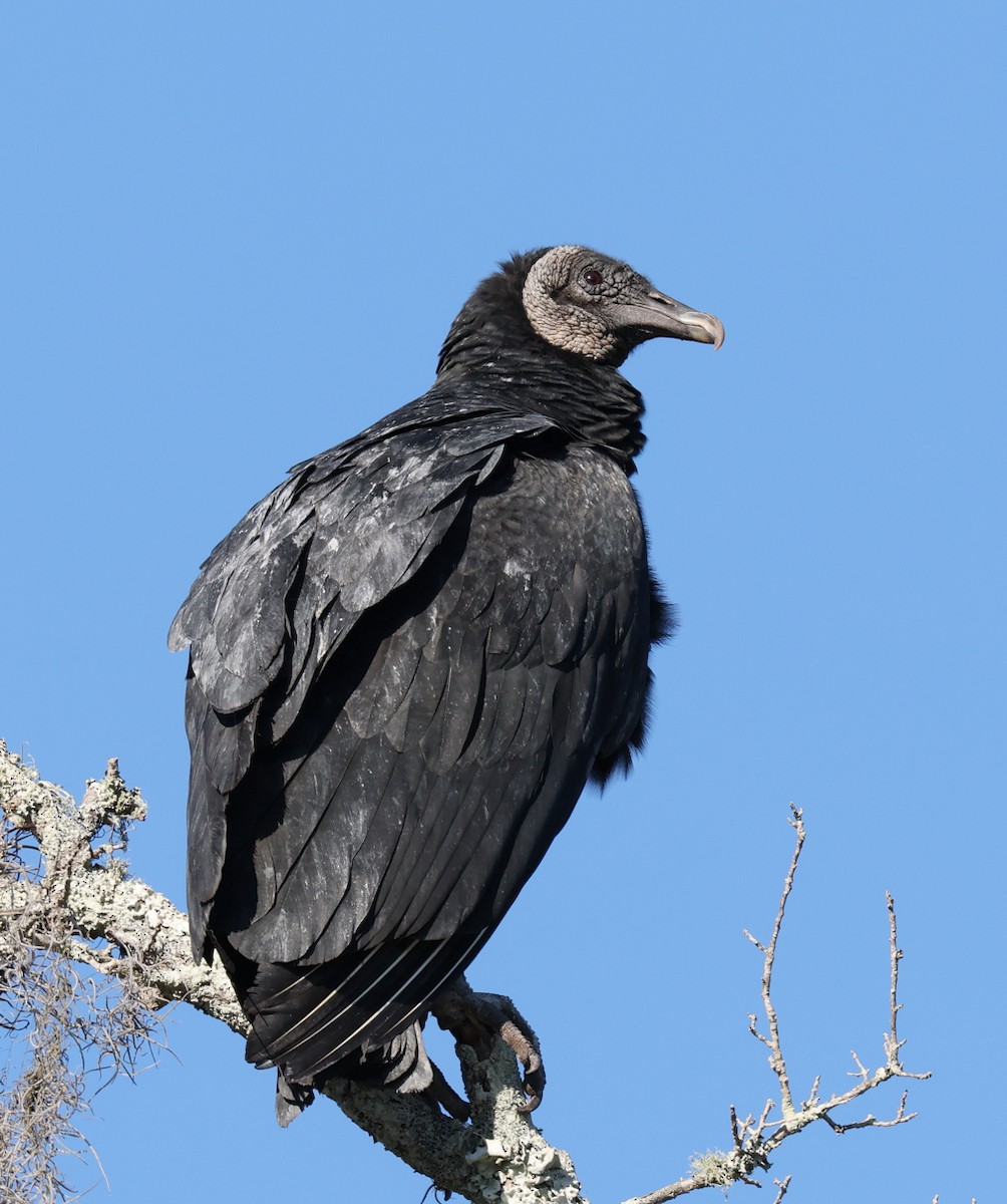 Black Vulture - ML647093882