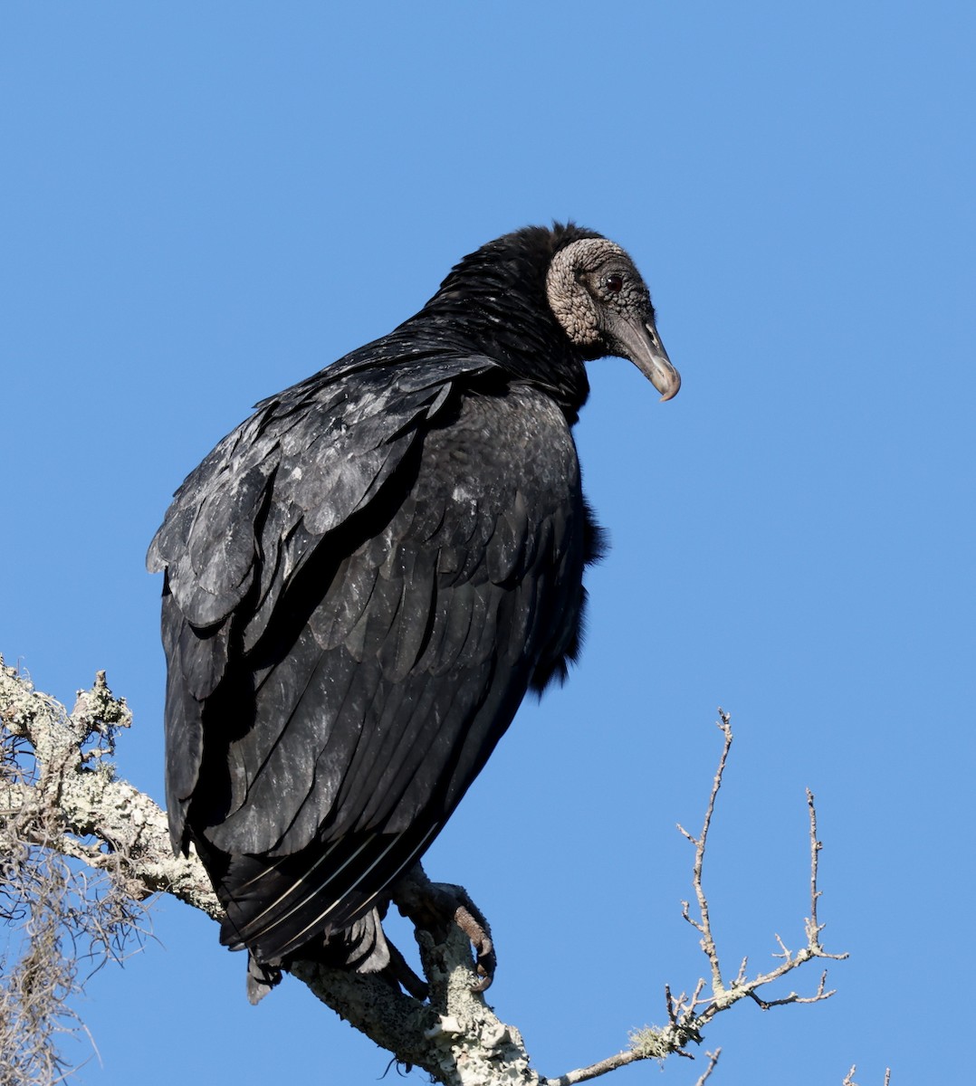 Black Vulture - ML647093883