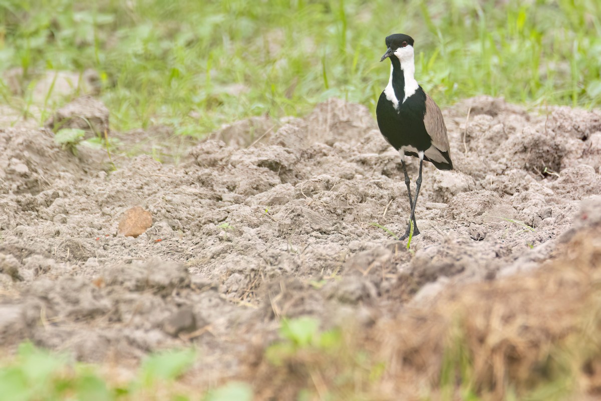 ツメバゲリ - ML647093885