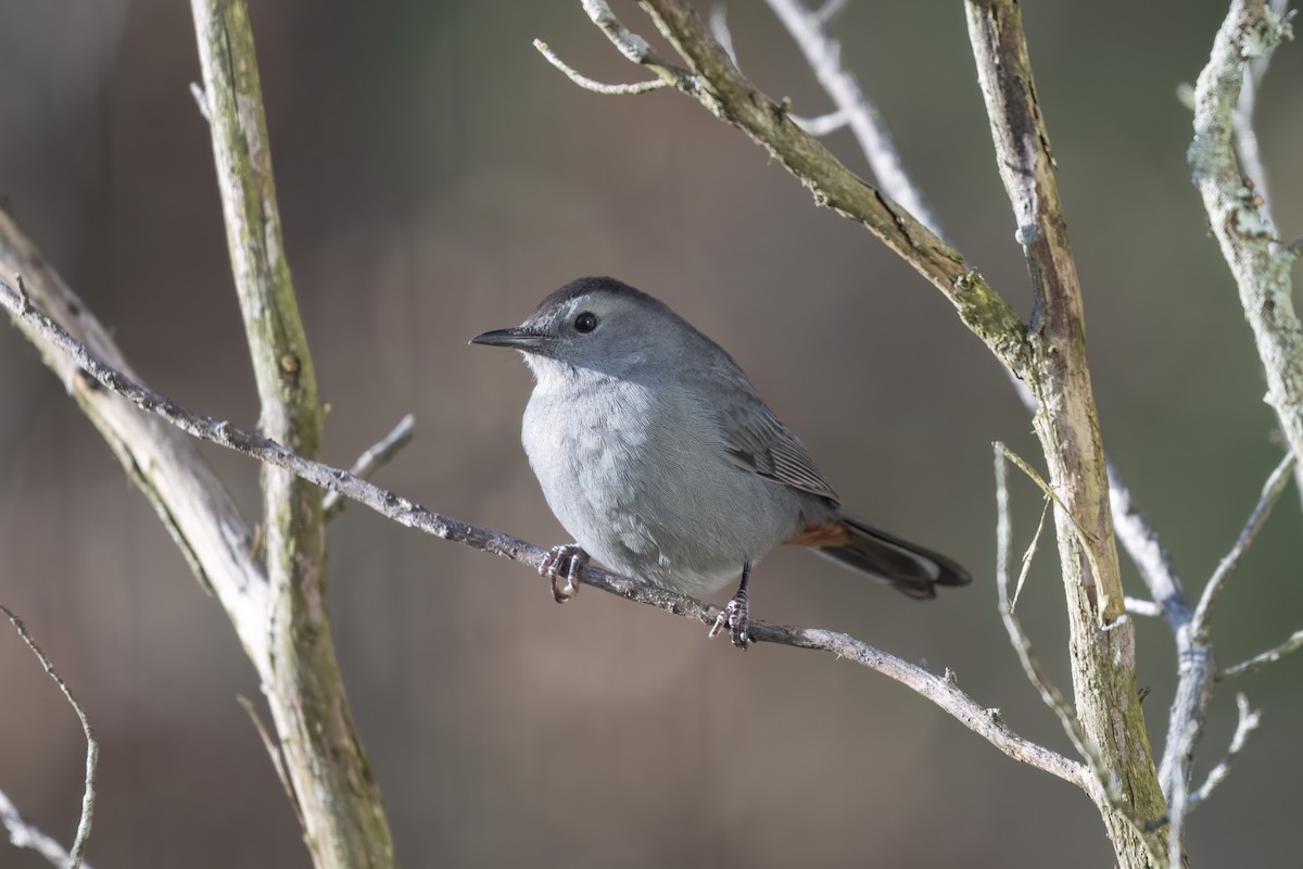 ネコマネドリ - ML647093890