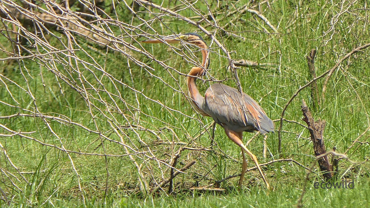Purple Heron - ML647093891