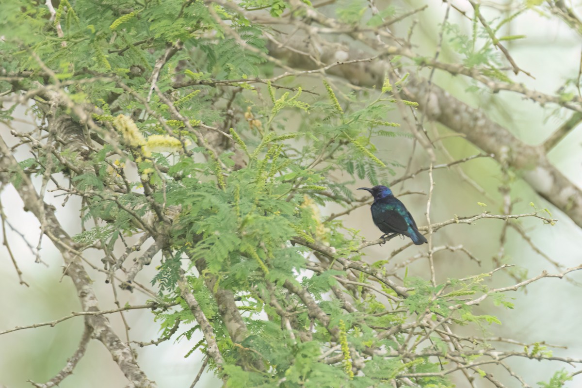 ニシキタイヨウチョウ - ML647093892