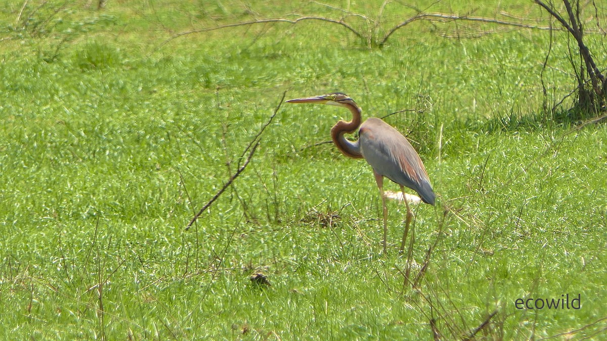 Purple Heron - ML647093898