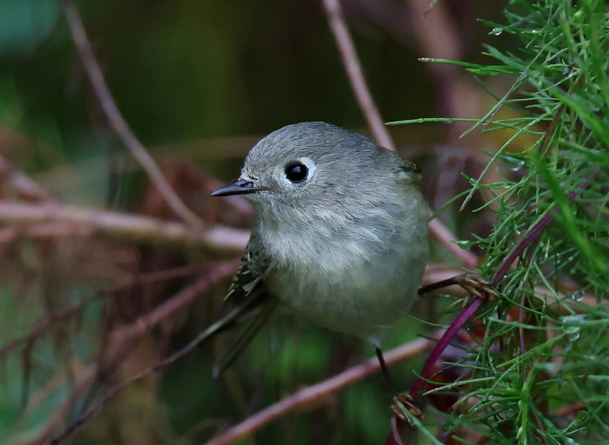 králíček americký - ML647093899