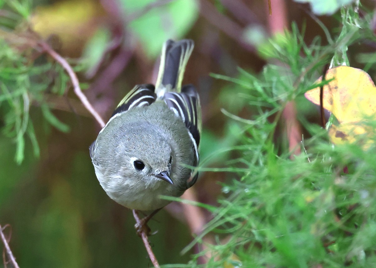 králíček americký - ML647093900