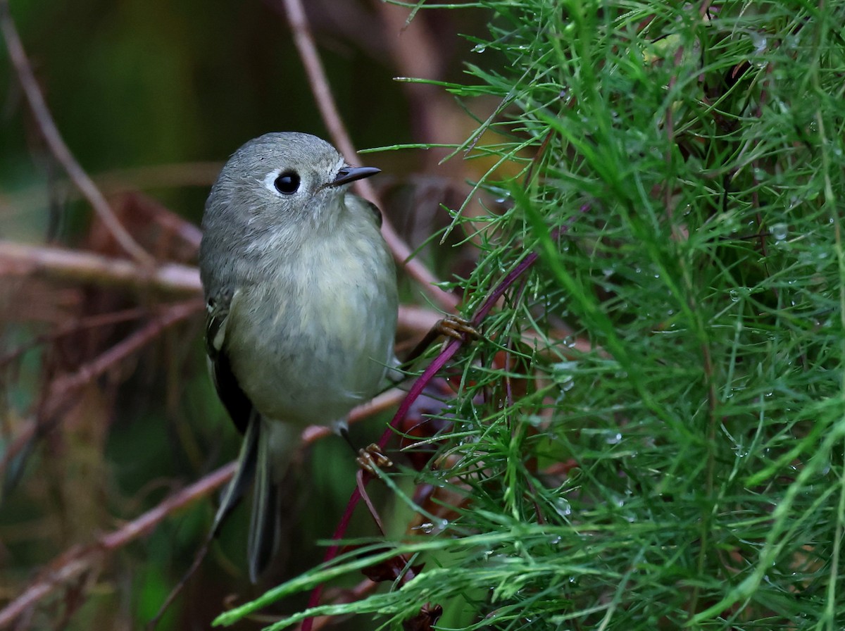 králíček americký - ML647093901