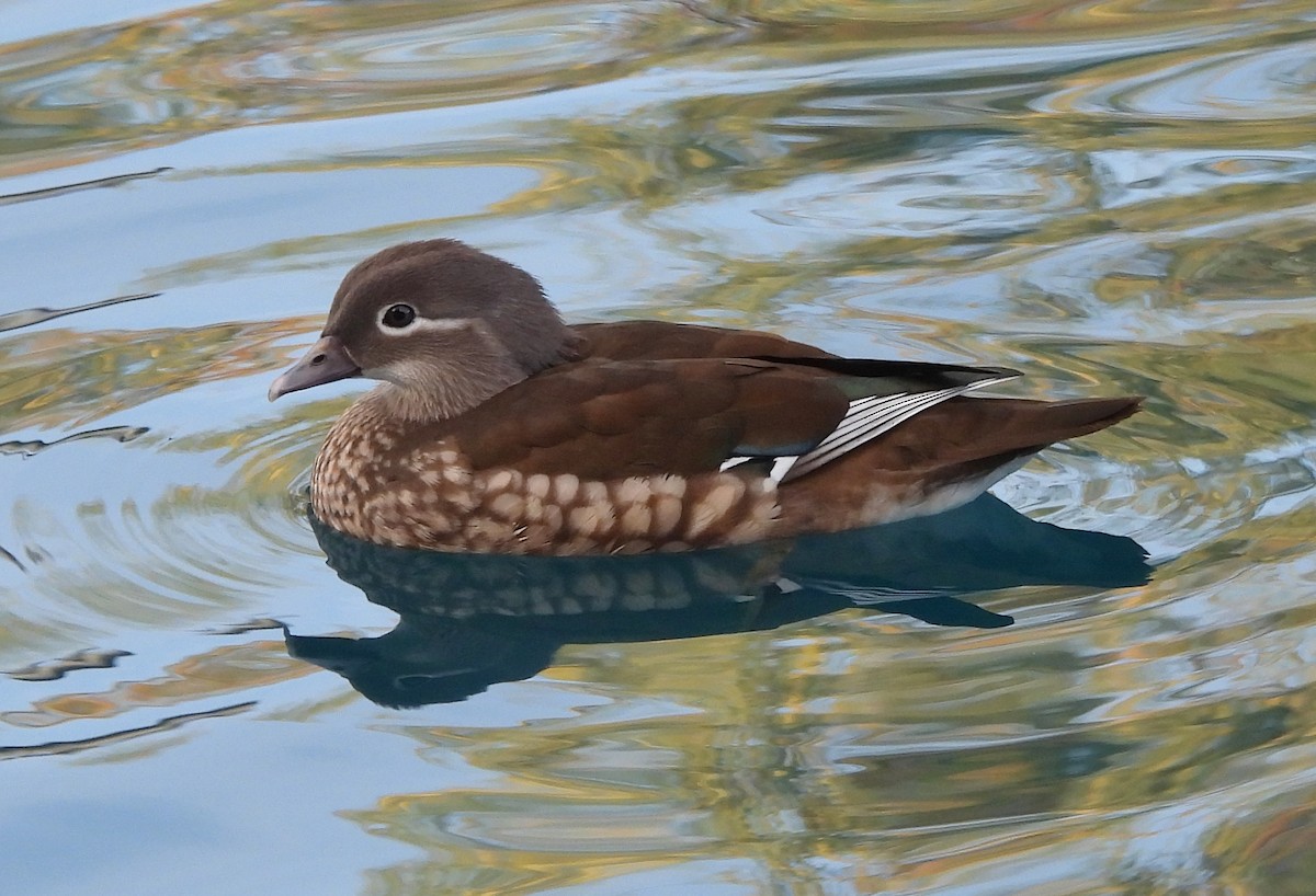 Mandarin Duck - ML647093904